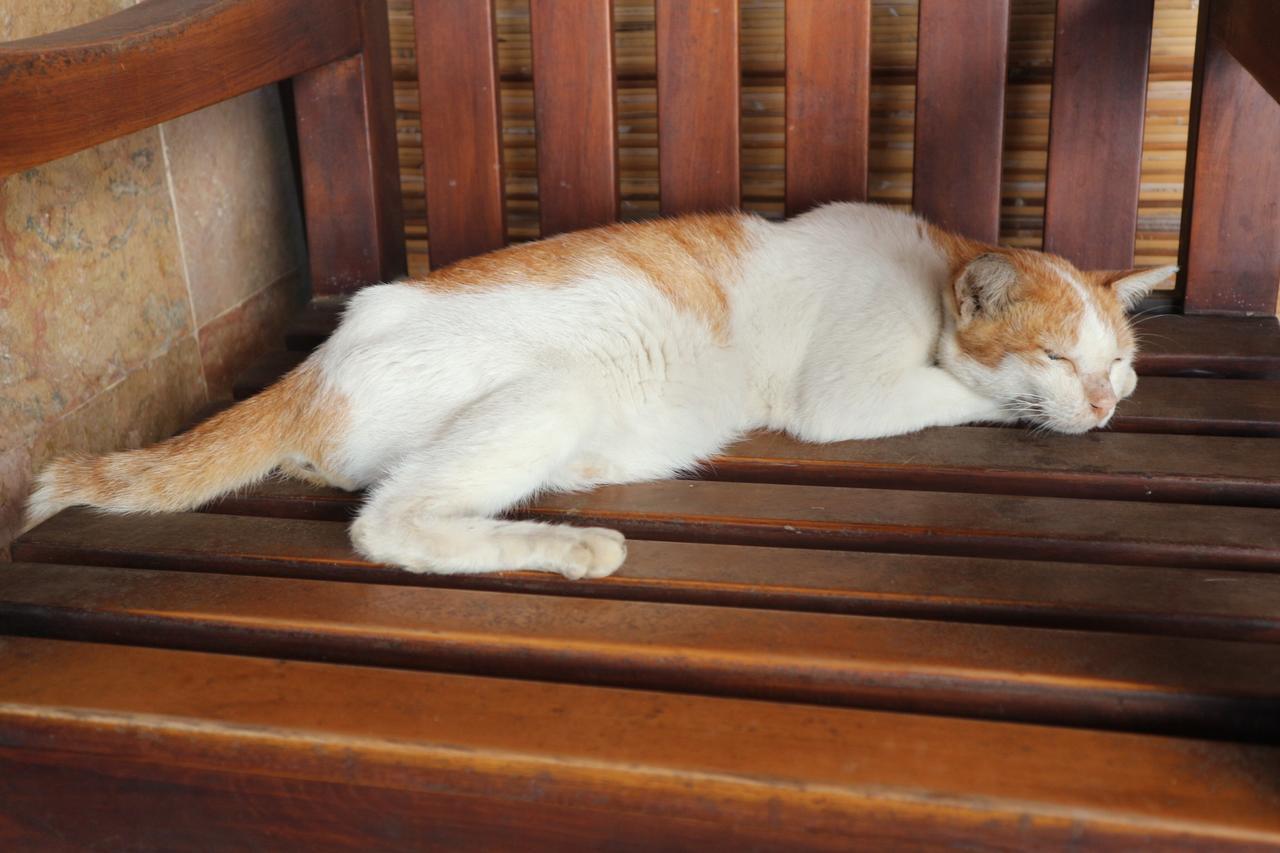 Malino Homestay Gili Trawangan Dış mekan fotoğraf